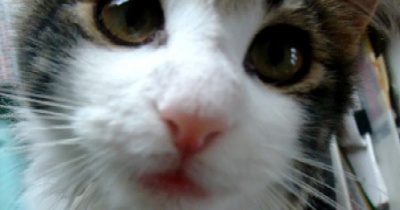 今年はさくらのいない家族記念日