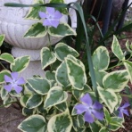 Alex's Garden Party♪