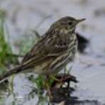 ヨット　Jennifer号 航海記　探鳥旅行記