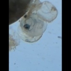 釣りキチ三子の釣れづれ日記