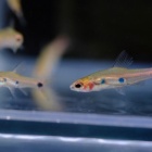 『12月17日(土)熱帯魚オススメ情報！』の画像