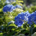 梅雨の花 咲き誇る