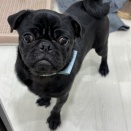 トリミングブログ