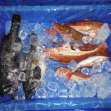 『やまだ観光物産館に「魚屋さんとっと」登場』の画像