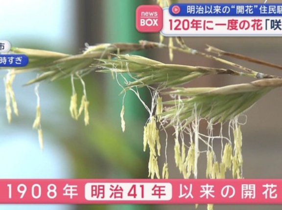 120年に一度の花「咲いた」　明治以来の“開花”住民騒然