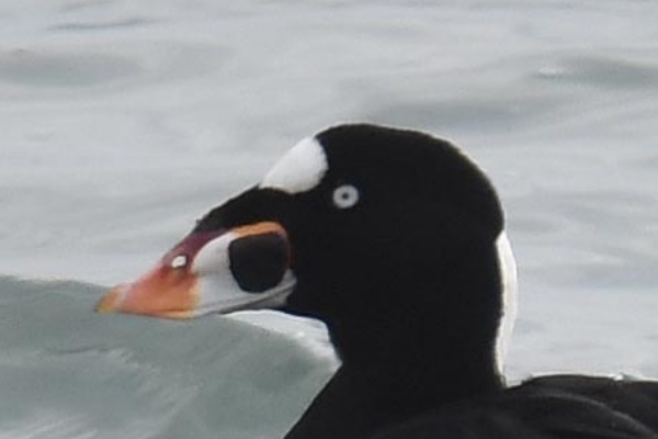 アラナミキンクロ 野口洪志の野鳥日記