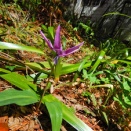 庭の小さな花たちも次々に