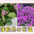 郵便局の花壇