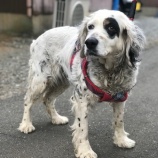 『【犬】センターより犬1頭を受け入れました。』の画像