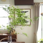 今年も我が家に木陰ができた。苦手なこれからの季節を乗り切るために毎年購入しているもの。