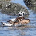 2026年5月19日の野鳥公園