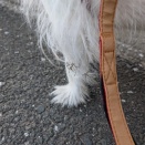 ジャックラッセルテリア3450日目