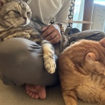 ねころぐ ～にゃんだかんだ幸せ猫多頭飼いの日々～