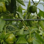 小さな酒屋のひとりごと