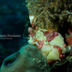 南紀白浜「ミスオーシャンダイビングサービス」今日の海ログ