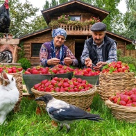 Country Life Vlog