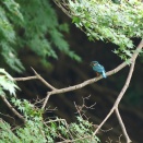 キビタキ・ソウシチョウ・カワラヒワ・他