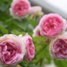 今日のバラ　アミロマンティカ