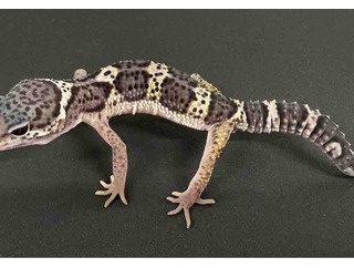 豹紋堂CBレオパ新入荷！