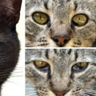 動物医療ジェネラリストのぼっちジャーナルクラブ