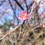 学びは遊び、遊びは学び　～和泉学習研究所公式ブログ～