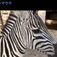 浜松市動物園「パンダねえ・・・　同じ白と黒ならウチにもいますよ、シマウマです えへへ」→ 炎上して謝罪へ・・・