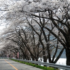 飛騨かなやまの桜　開花状況 2026