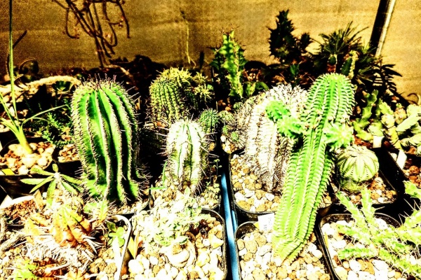 ユーフォルビア・オベサ・ドットコム - ユーフォルビア