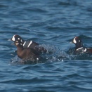 求愛するシノリガモ Harlequin Duck