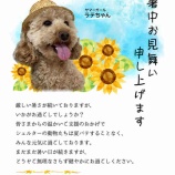 『🌻暑中お見舞い申し上げます🌻』の画像