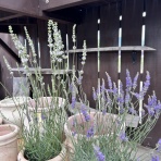 ACTIS FLOWER＆GARDEN GREEN　　プチ*フルール