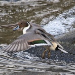 野鳥の観察を都内で
