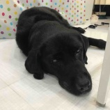 『雨ふり』の画像