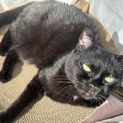 【猫写真】アゴ置きはあったほうがいい