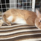 ふわふわだろうと寒い