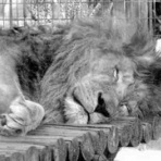 ガチ中学受験2021からの深海魚!?