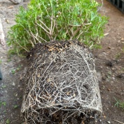 ＊コスパ最強ボンザマーガレットの鉢増し