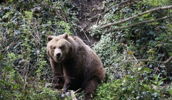 北海道「クマ危ないから撃つンゴ」謎の勢力「可哀想やろ!」