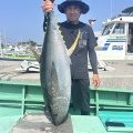 イワシの泳がせ　マグロ