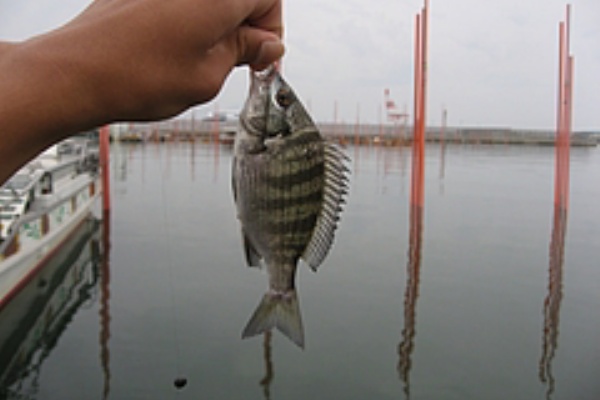 ラミエルの熊本新港で釣り三昧 熊本新港メバル釣り