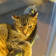 世界猫の日2026、現在のわがにゃ。