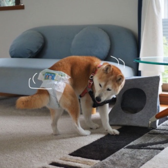後ろ脚が弱っても…