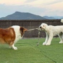 ちょこっとランランと目力半端ないジニー💦