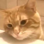 猫の動画 ねこわん！