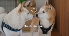 シニア犬貫太に白柴大也が会いに来た♪（の動画）