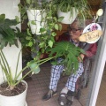 施設に緑を🌱〜観葉植物水やり〜