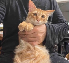 ケアを嫌がる猫たち　20260904