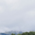 八重咲ムクゲ