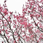 Ｍｏｏｎ　月に想いを・・