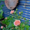 薔薇ウィーク